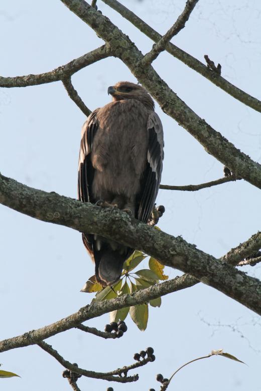 Free stock image of Crested serpent eagle created by sylvester alphonso
