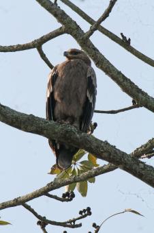 Free Stock Photo of Crested serpent eagle