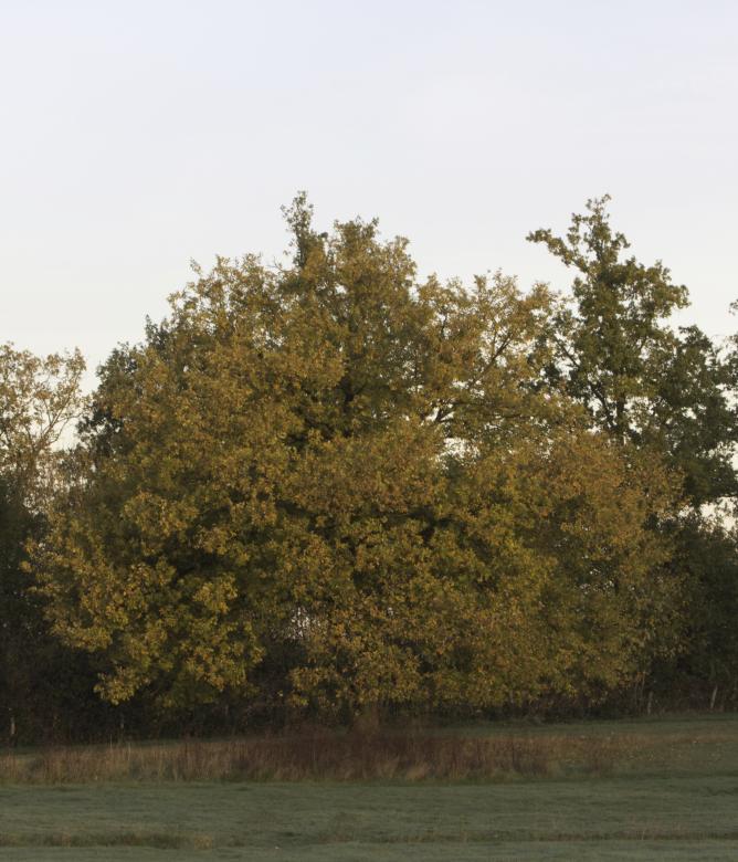 Free stock image of Landscape sint Pietersberg created by JHR Berchmans