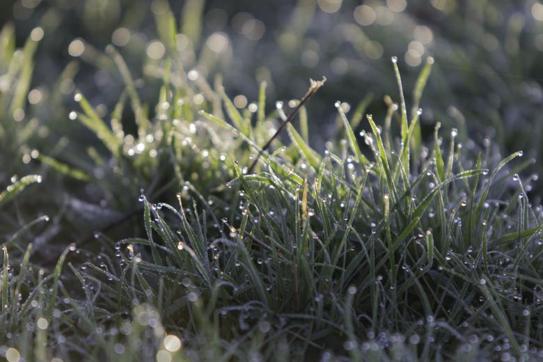 Free stock image of Grass created by JHR Berchmans