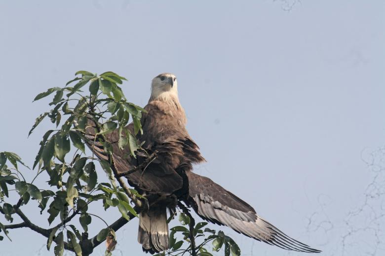Free stock image of Pallas fish eagle created by sylvester alphonso