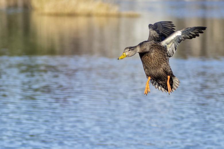 Free stock image of mallard duck created by Geoffrey Whiteway