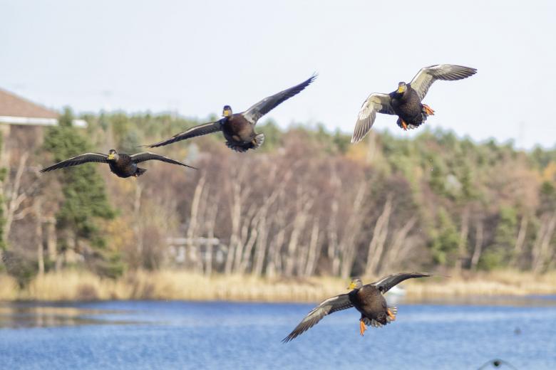 Free stock image of mallard duck created by Geoffrey Whiteway