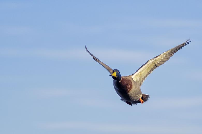 Free stock image of mallard duck created by Geoffrey Whiteway