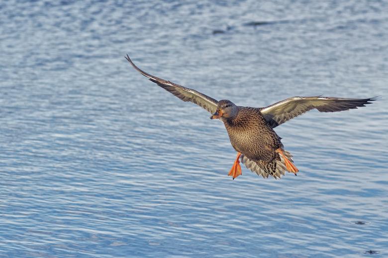Free stock image of mallard duck created by Geoffrey Whiteway