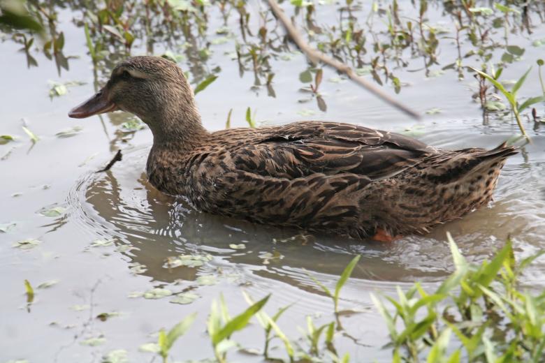 Free stock image of Mallard created by sylvester alphonso