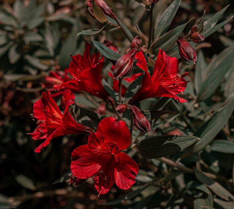 Free stock image of Popped out created by Sachini Rosa