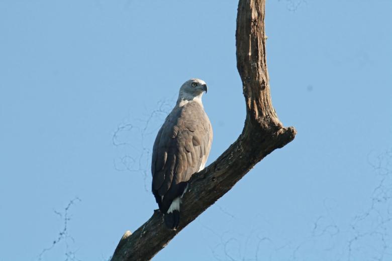 Free stock image of Grey headed fish eagle created by sylvester alphonso