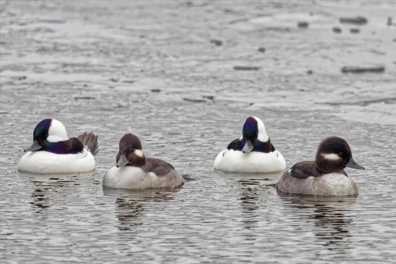 Free stock image of Male and female Bufflehead Ducks created by Geoffrey Whiteway