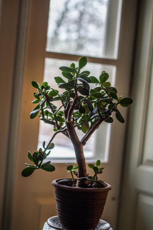 Free stock image of Money plant created by Janis Urtans