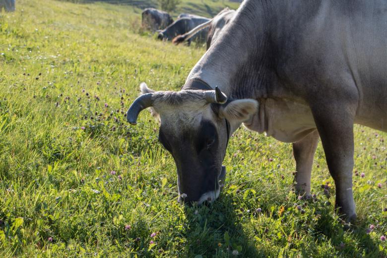 Free stock image of Switzerland cow created by Janis Urtans