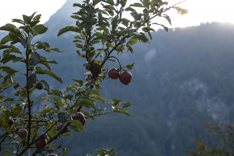 Free stock image of Red apples created by Janis Urtans