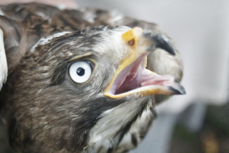 Free stock image of White eye buzzard created by sylvester alphonso