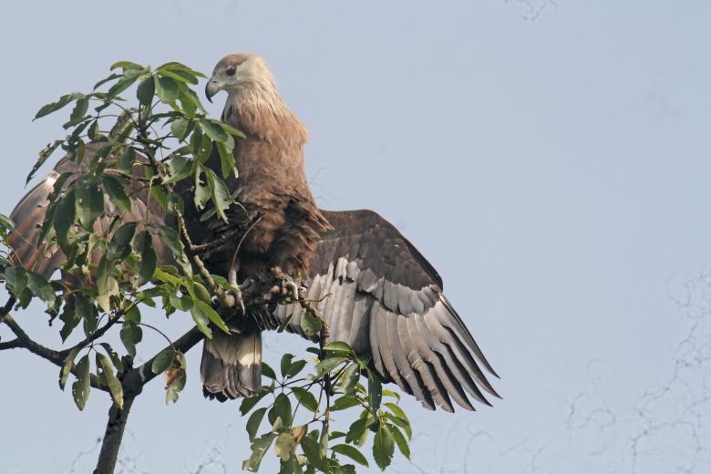 Free stock image of Pallasis fish eagle created by sylvester alphonso