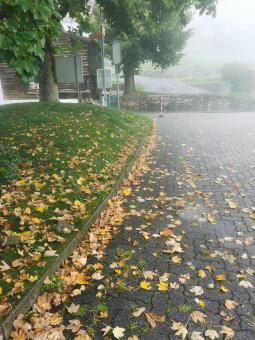 Fall leaves - Free Stock Photo