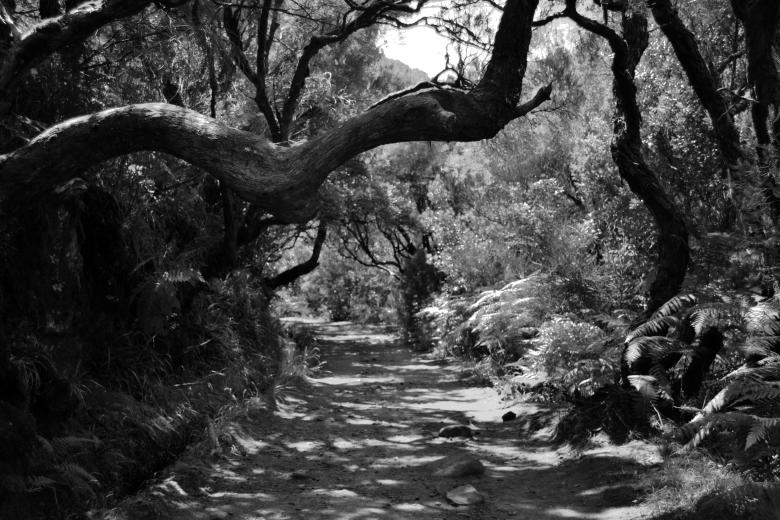 Free stock image of Dirt trail through a forest created by Pedro P. Alcantara