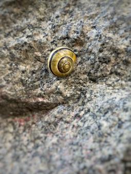 Snail - Free Stock Photo