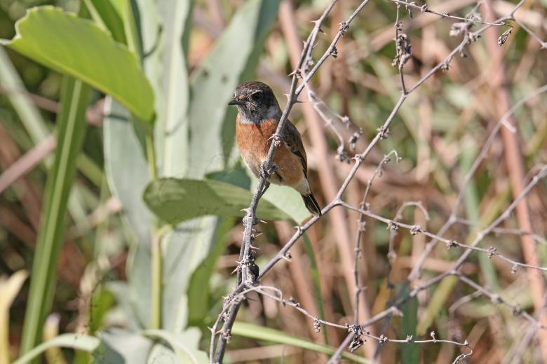 Free stock image of White tailed stone chat created by sylvester alphonso