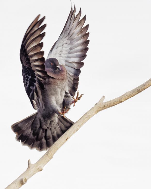 Free stock image of Pigeon landing with wings out created by Geoffrey Whiteway