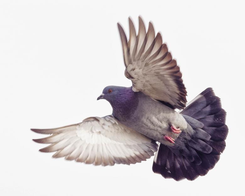 Free stock image of Pigeon flying created by Geoffrey Whiteway