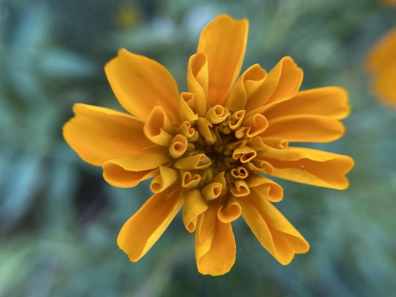 Free stock image of Flower Macro created by Tanvir Md. Hasan Anwar