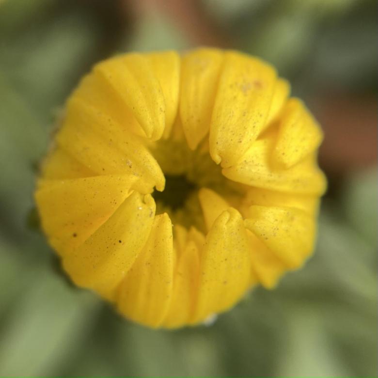 Free stock image of Flower blossom created by Tanvir Md. Hasan Anwar