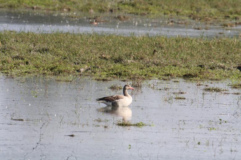 Free stock image of Greylag Goose created by sylvester alphonso