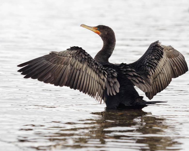 Free stock image of Cormorant drying its wings created by Geoffrey Whiteway