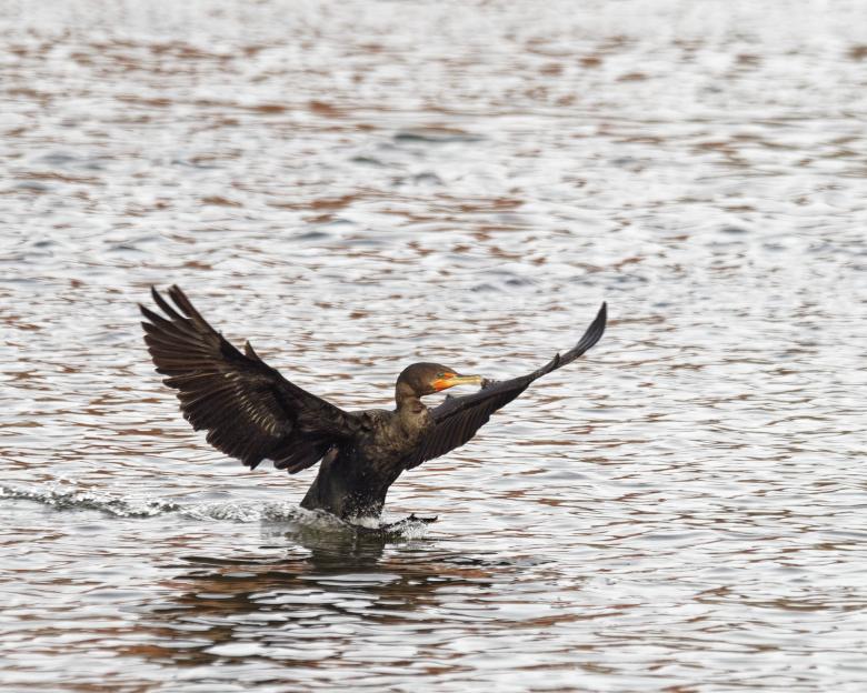 Free stock image of Cormorant landing created by Geoffrey Whiteway