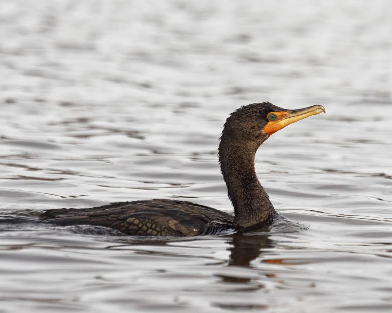 Free stock image of Cormorant swimming  created by Geoffrey Whiteway