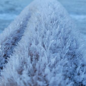 Free Stock Photo of frosty tree