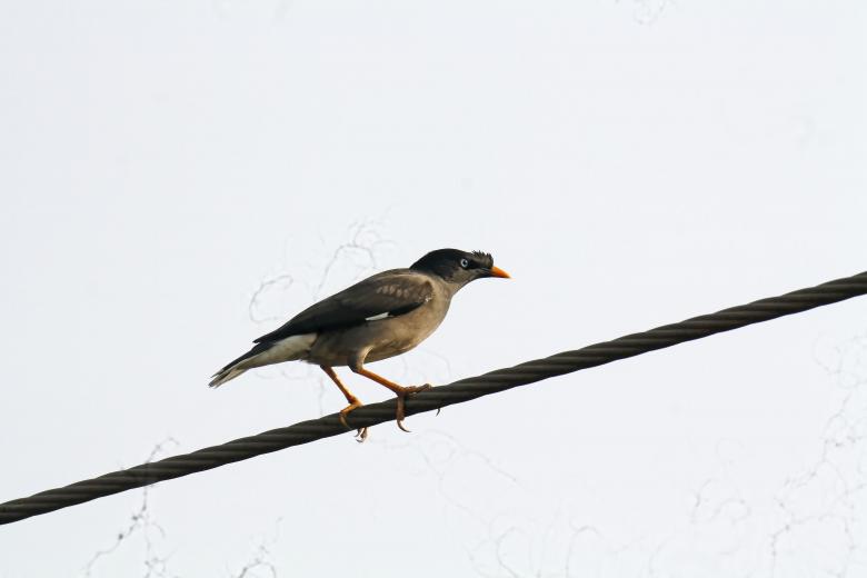 Free stock image of jungle myna created by sylvester alphonso
