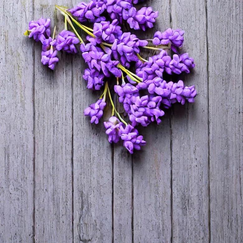 Free stock image of Lilac color walpapper for design created by Oleg Prokopenko