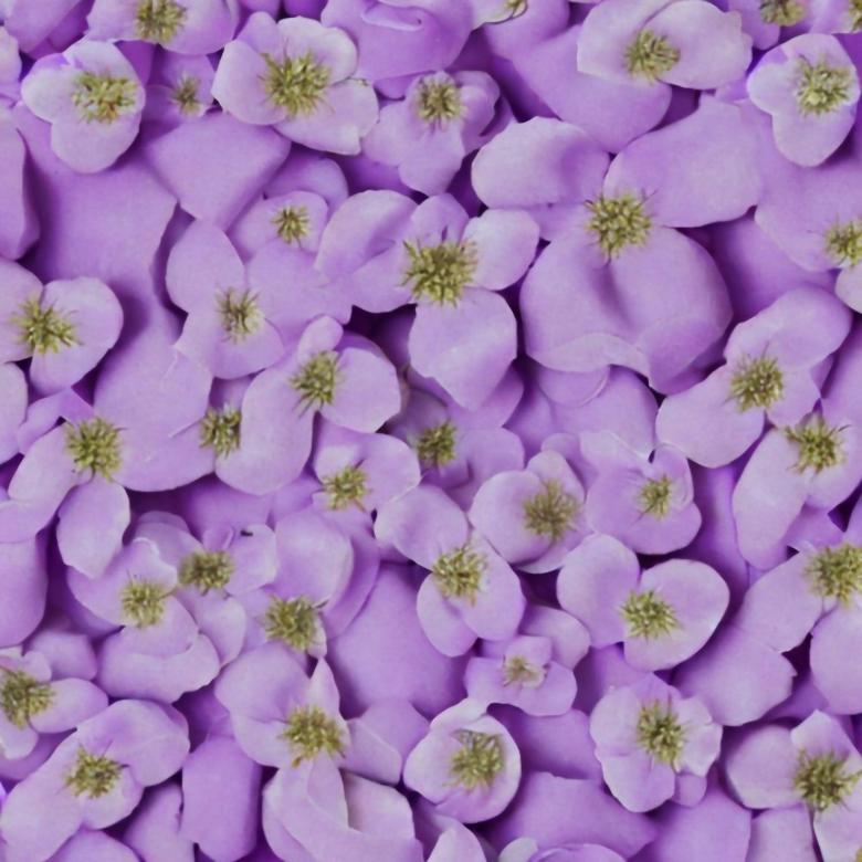 Free stock image of Lilac color walpapper for design created by Oleg Prokopenko