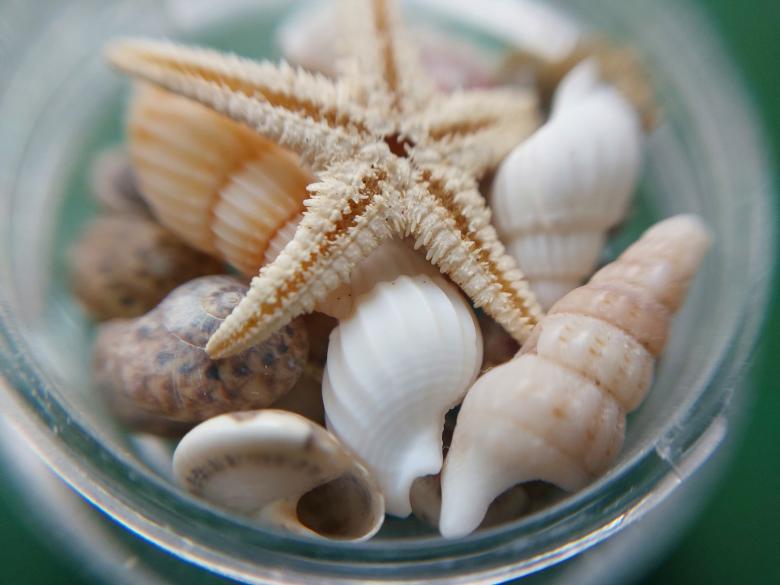 Free stock image of Sea and ocean small shells created by Oleg Prokopenko