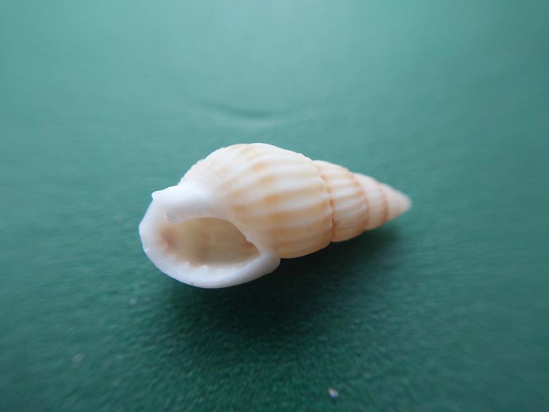 Free stock image of Sea and ocean small shells created by Oleg Prokopenko