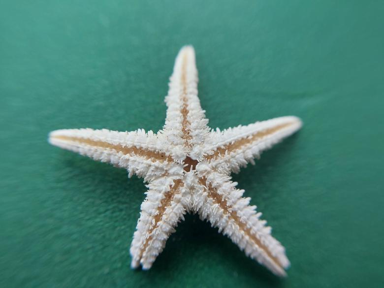 Free stock image of Sea and ocean small shells created by Oleg Prokopenko