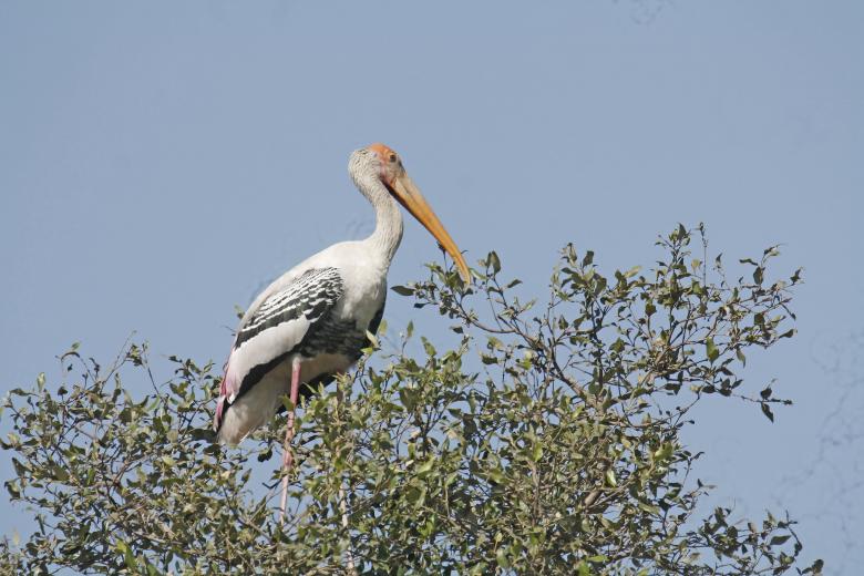 Free stock image of Painted stork created by sylvester alphonso