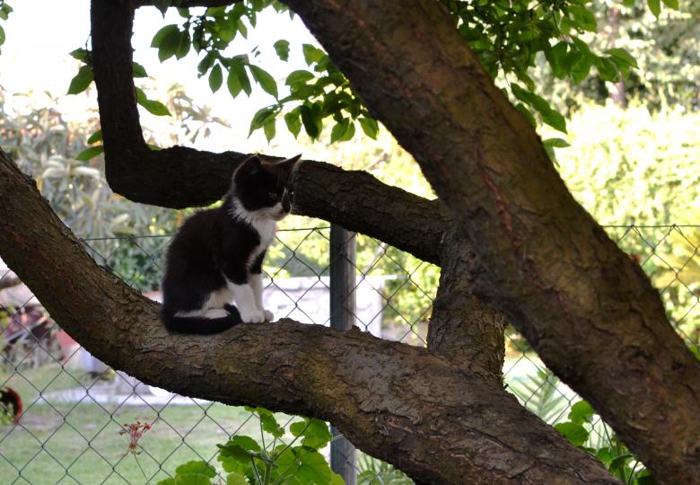 Free stock image of A little black cat created by Pedro P. Alcantara