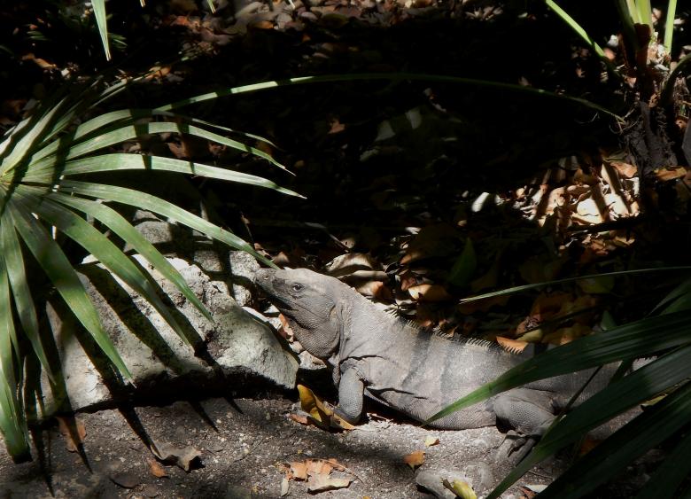 Free stock image of A beautiful gray common iguana created by Pedro P. Alcantara