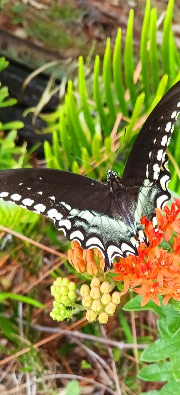 Free stock image of Butterfly  created by Samantha Mae Carter