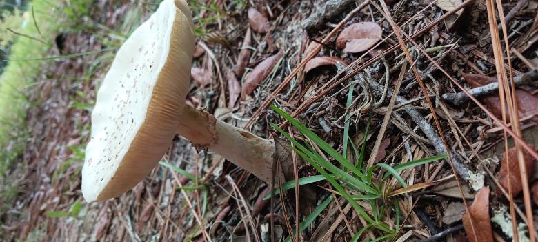 Free stock image of Mushroom  created by Samantha Mae Carter