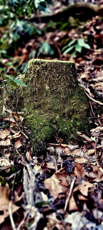 Free stock image of Stump created by Samantha Mae Carter