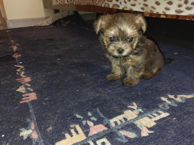 Free stock image of Puppy two months old Yorkshire terrier breed created by Oleg Prokopenko
