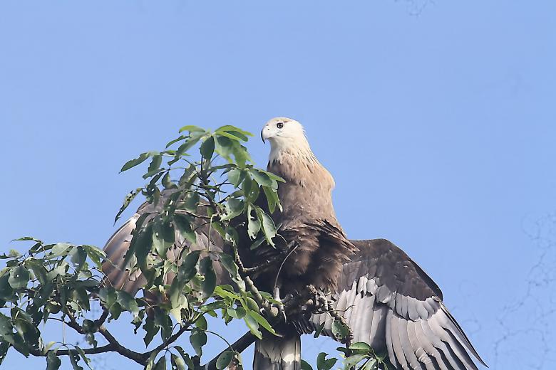 Free stock image of Pallsis fish eagle created by sylvester alphonso