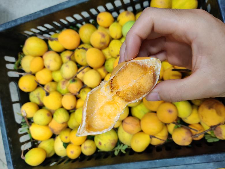Free stock image of Lemons created by Hort Tekhuy
