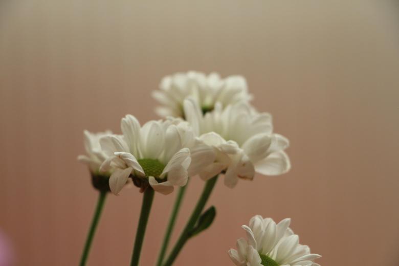 Free stock image of White Daisies created by Cenk Serçe