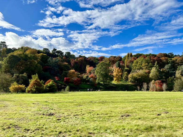 Free stock image of Forest View with Meadow created by Cenk Serçe