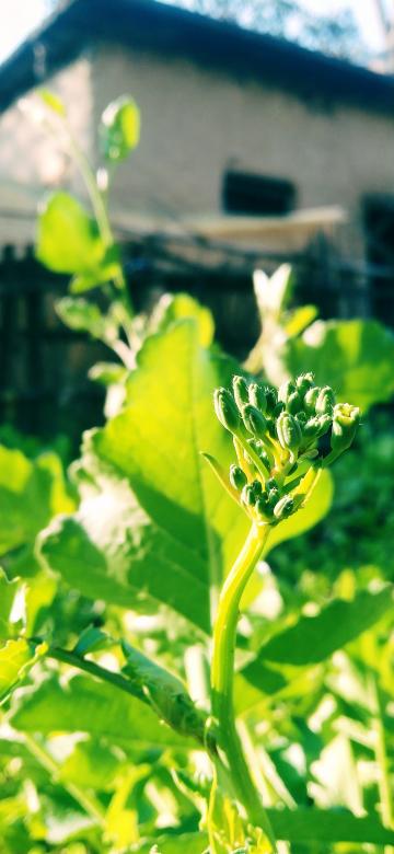 Free stock image of Vegetable  created by Neeraj Kumar
