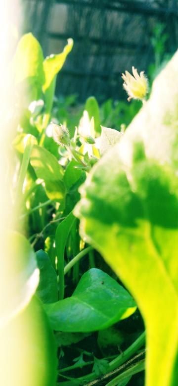 Free stock image of Green plants  created by Neeraj Kumar